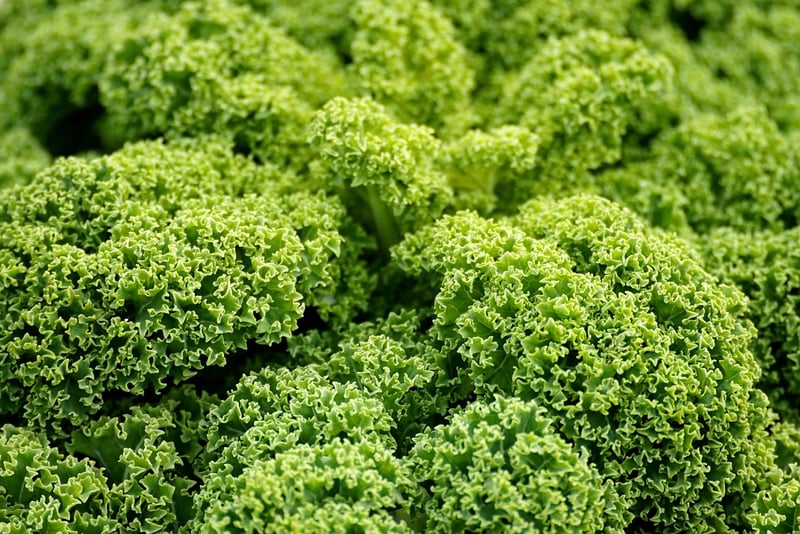 Plant-Powered Dish